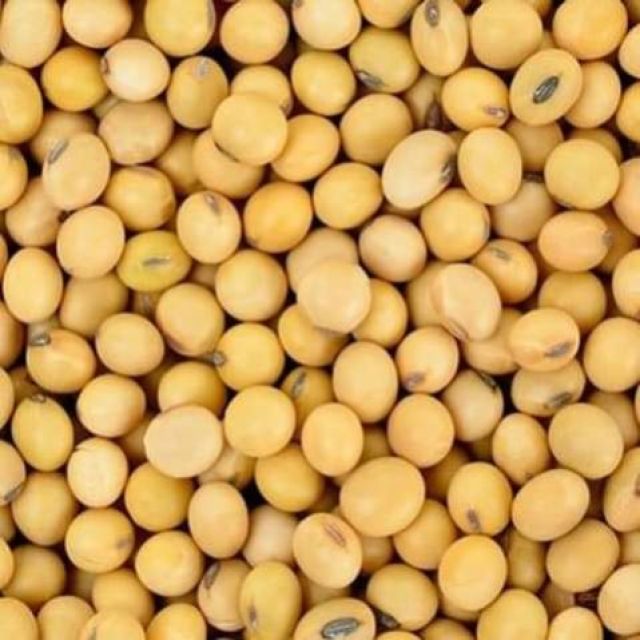 Non GMO Soybeans/Ton