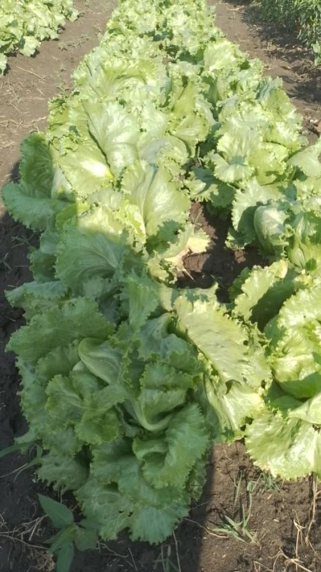 Lettuce/Head