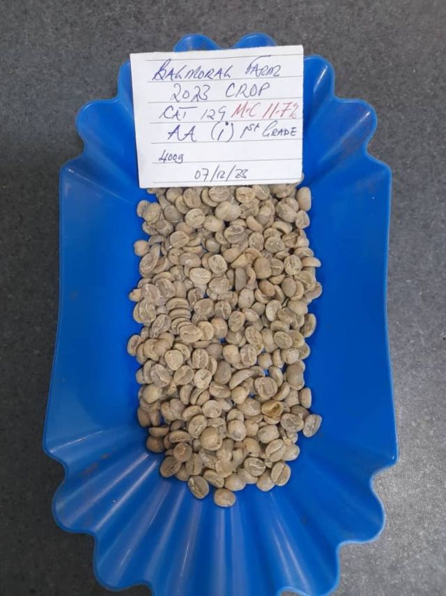 Grade A coffee beans/Kg