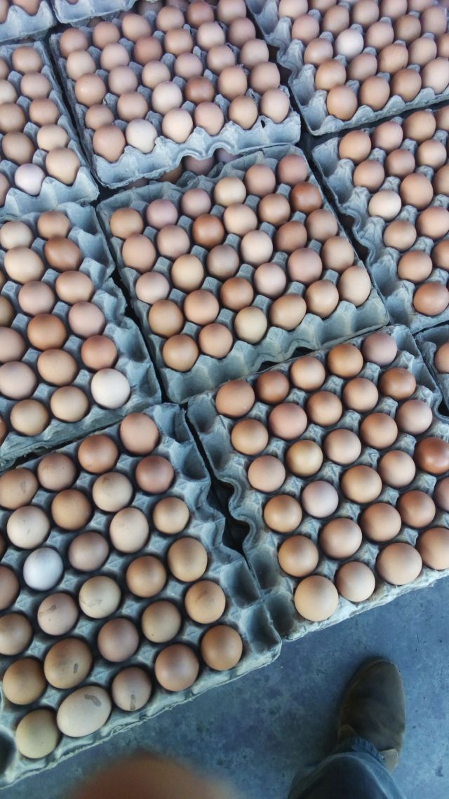 Fresh Eggs/Tray