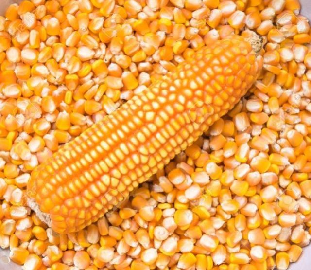 Yellow Maize/Kg